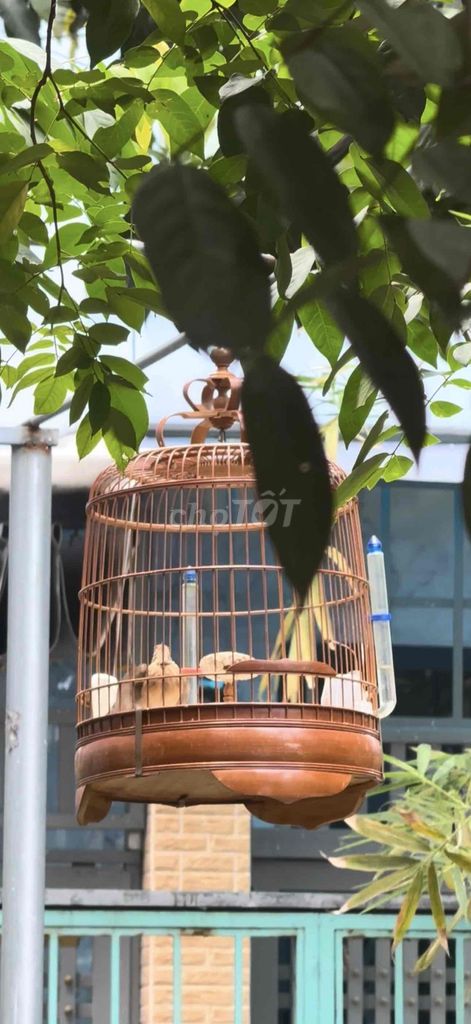Chim Sơn Ca 2 mùa siêng hót. Mua bán Chim tại Quận Gò Vấp Tp Hồ Chí Minh được đăng bởi Khoa Trần hình 1