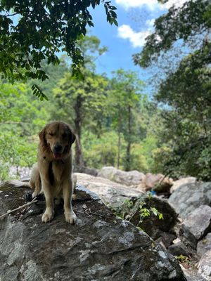 Chó Golden Retriever đực. Mua bán Chó tại Quận Cẩm Lệ Đà Nẵng được đăng bởi Julian