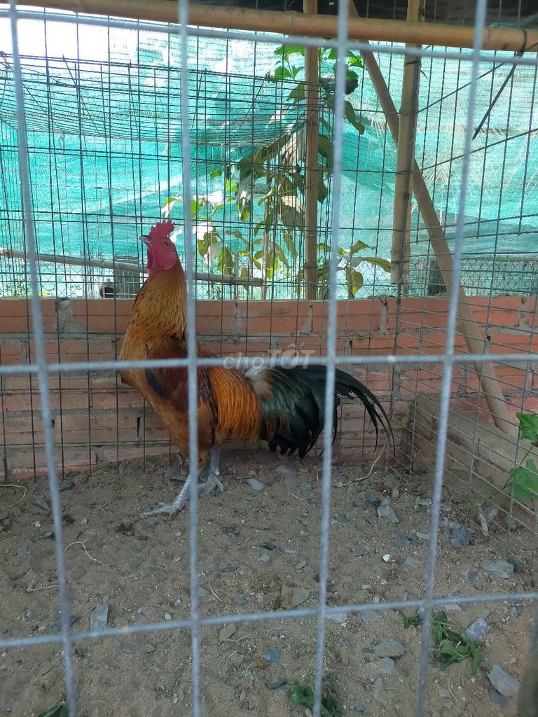 Gà Peru Việt tơ hiện 2,8kg tay tốt. Mua bán Gà tại Huyện Tân Trụ Long An được đăng bởi Phi Nhà Đất Giá Tốt hình 1