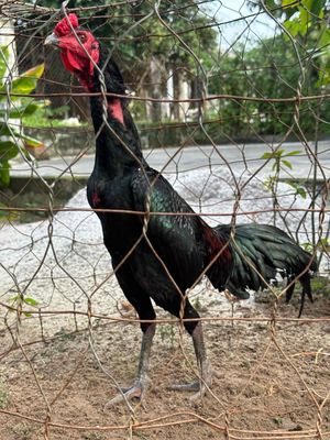 Gà trống tơ. Mua bán Gà tại Quận Hải Châu Đà Nẵng được đăng bởi Trần Hiếu