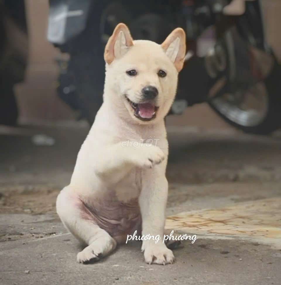 Chó Mông cộc đực trắng. Mua bán Chó tại Quận Gò Vấp Tp Hồ Chí Minh được đăng bởi Lan Phương hình 1