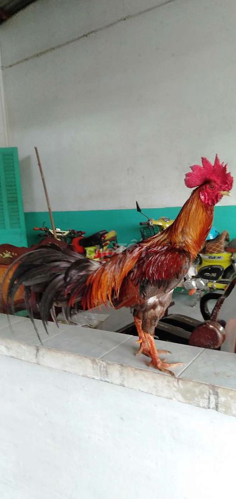 Gà trống xám chân xanh 3kg đực. Mua bán Gà tại Huyện Phong Điền Cần Thơ được đăng bởi Ký cần Thơ  hình 1
