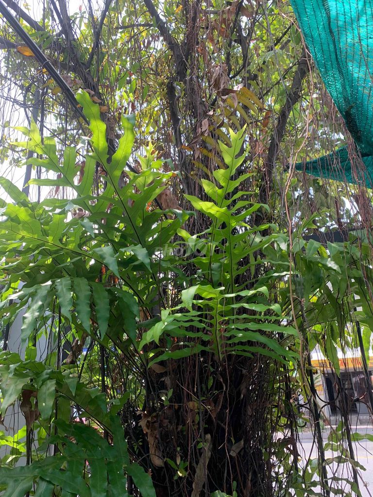 Hòn non bộ Đá Xám Sân vườn có cây sẵn. Mua bán Cây cảnh, đồ trang trí tại Huyện Hóc Môn Tp Hồ Chí Minh được đăng bởi Santori  hình 1