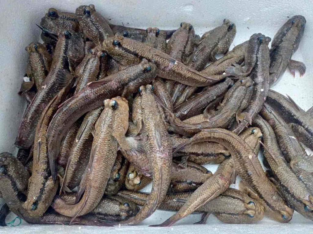Cá thòi lòi thiên nhiên cà mau. Mua bán Đồ ăn, thực phẩm và các loại khác tại Thành phố Thuận An Bình Dương được đăng bởi Minh hình 1