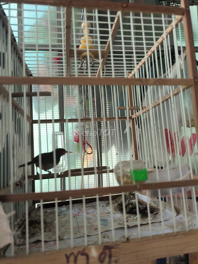 Bán bớt lấy tiền mua cám ạ