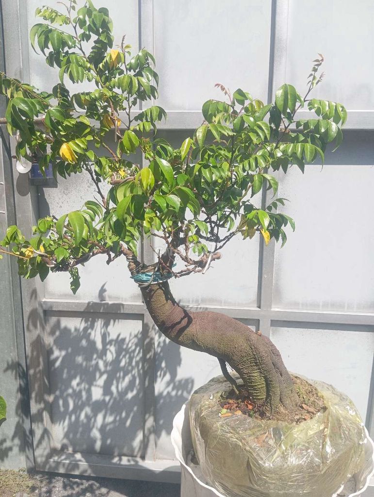 Cây cảnh Khế chua ghép khế nhật Đang bông. Mua bán Cây cảnh, đồ trang trí tại Huyện Củ Chi Tp Hồ Chí Minh được đăng bởi Cây kiểng giá rẻ LT1 hình 1