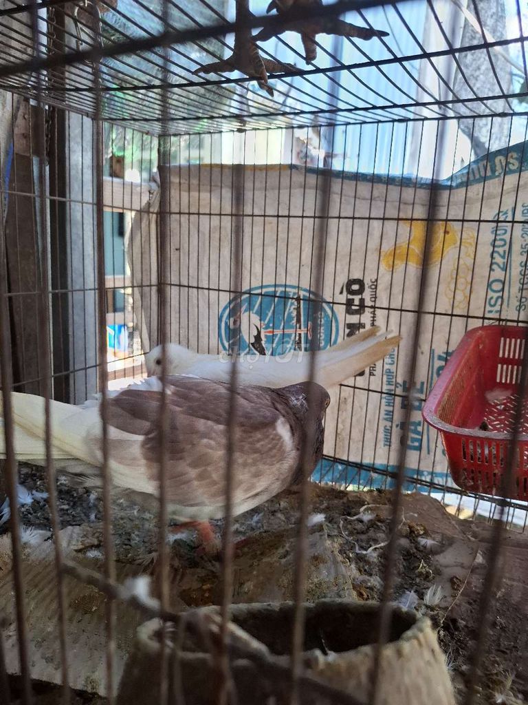 Bồ câu Pháp 3 cặp đang sinh sản. Mua bán Chim tại Huyện Hóc Môn Tp Hồ Chí Minh được đăng bởi Nguyễn Thị Bạch Tuyết hình 1