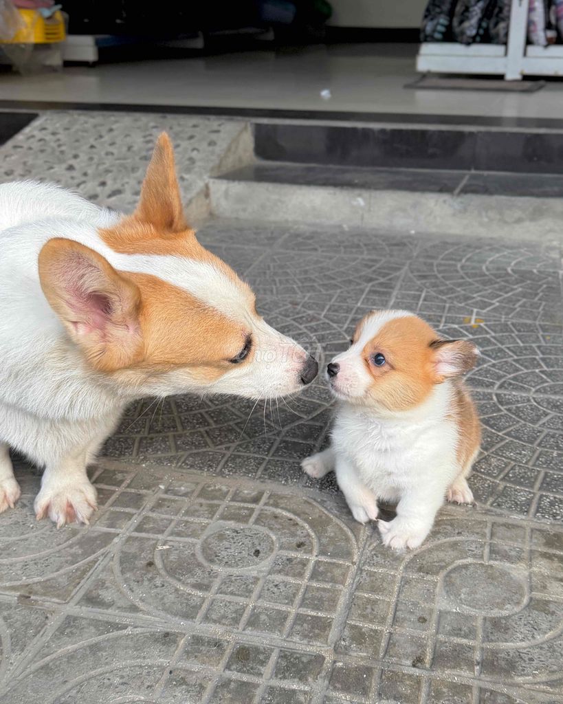 tìm nhà mới cho bạn corgi cuối. Mua bán Chó tại Quận Liên Chiểu Đà Nẵng được đăng bởi DC PETHOUSE hình 1