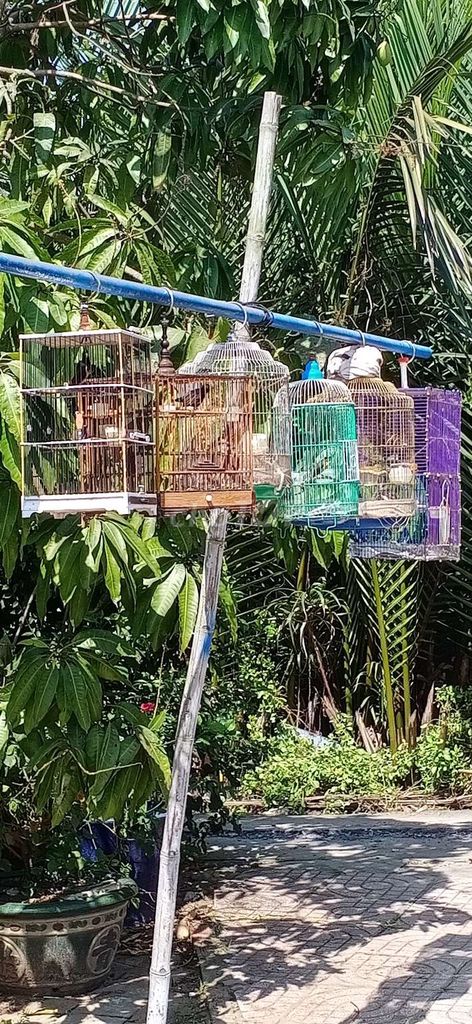 chim cảnh. Mua bán Chim tại Huyện Nhà Bè Tp Hồ Chí Minh được đăng bởi Thông  hình 1