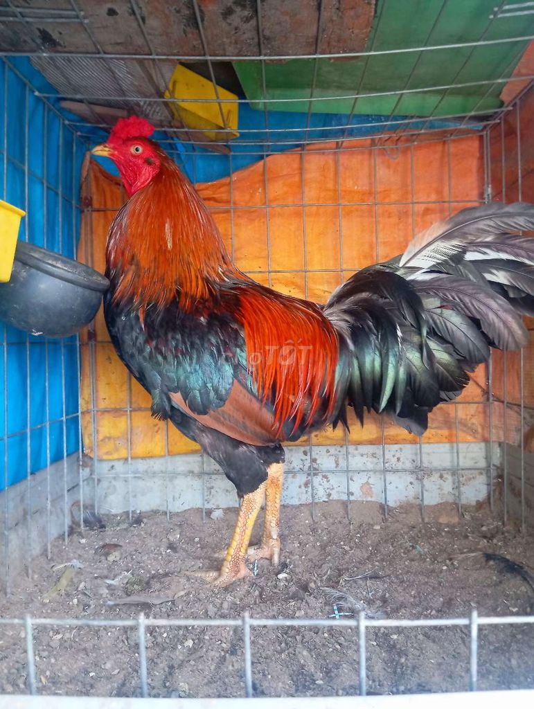 Điều mỹ 3k3. Mua bán Gà tại Huyện Hóc Môn Tp Hồ Chí Minh được đăng bởi Gà Nhà Đổ hình 1