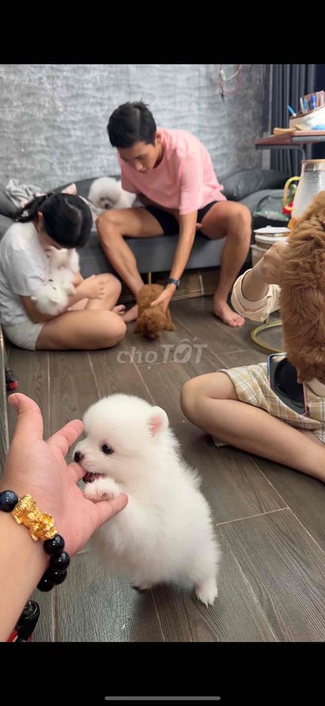 poodle , phốc sóc chuẩn đẹp tiêm phòng đầy đủ. Mua bán Chó tại Quận Tân Bình Tp Hồ Chí Minh được đăng bởi Minh vương hình 2