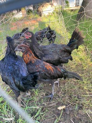 pêru mỹ từ 1-3 tháng. Mua bán Gà tại Huyện U Minh Cà Mau được đăng bởi trại gà con pêru mỹ