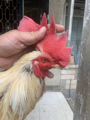 Khét sữa chân Kích Giáp trạng 2kg8. Mua bán Gà tại Quận Gò Vấp Tp Hồ Chí Minh được đăng bởi Lộc