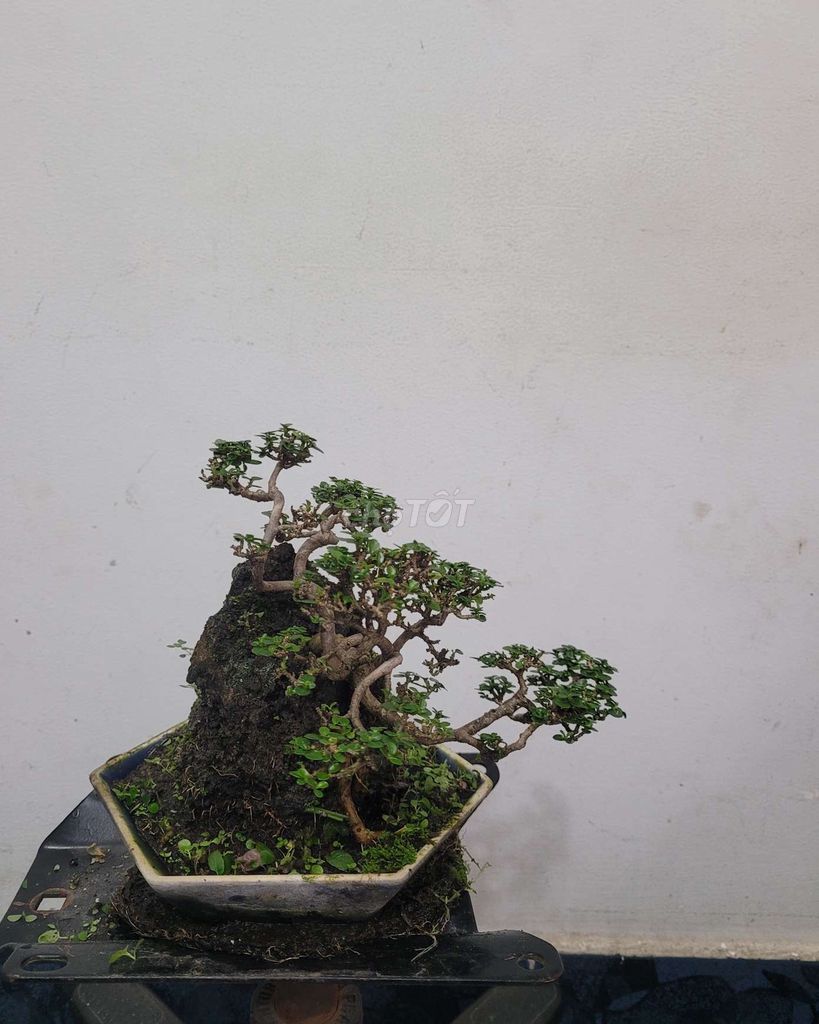 Bonsai Hương Sam ghép đá