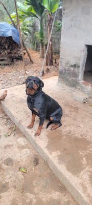 Cần bán chó Cái Rottweiler cho ai nhân giống. Mua bán Chó tại Huyện Gia Viễn Ninh Bình được đăng bởi Đán Điền