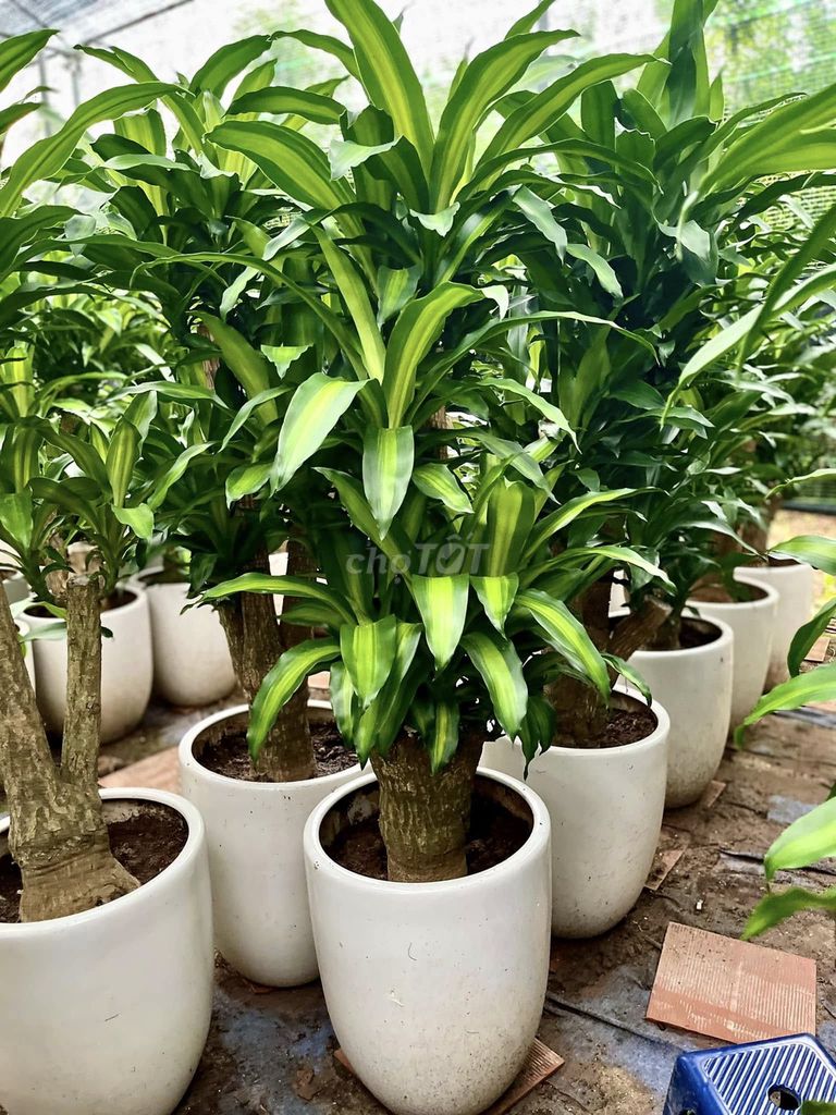 Cây Thiết Mộc Lan Xanh lá. Mua bán Cây cảnh, đồ trang trí tại Quận Nam Từ Liêm Hà Nội được đăng bởi Định Ngô hình 1