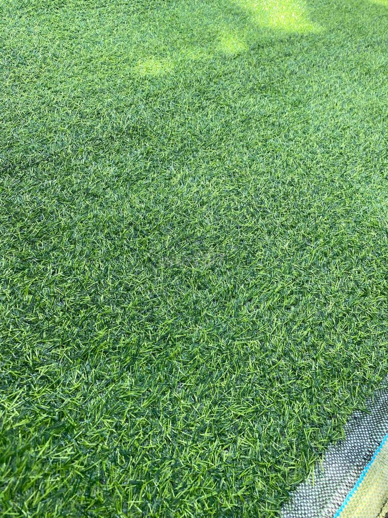 thảm cỏ nhân tạo rẻ đẹp