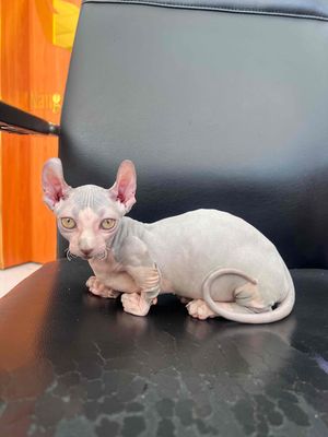 Mèo sphynx Cái chân lùn tai soắn bicolor