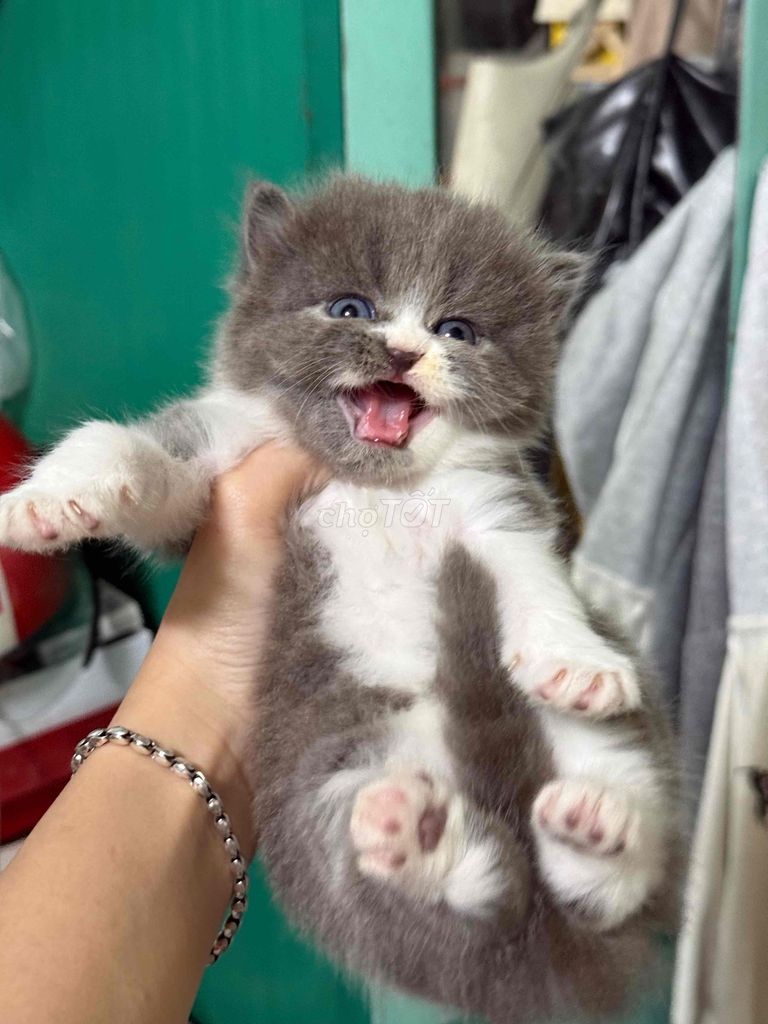 Mèo con 25 ngày tuổi. Mua bán Mèo tại Quận Sơn Trà Đà Nẵng được đăng bởi Thảo Nguyên hình 1