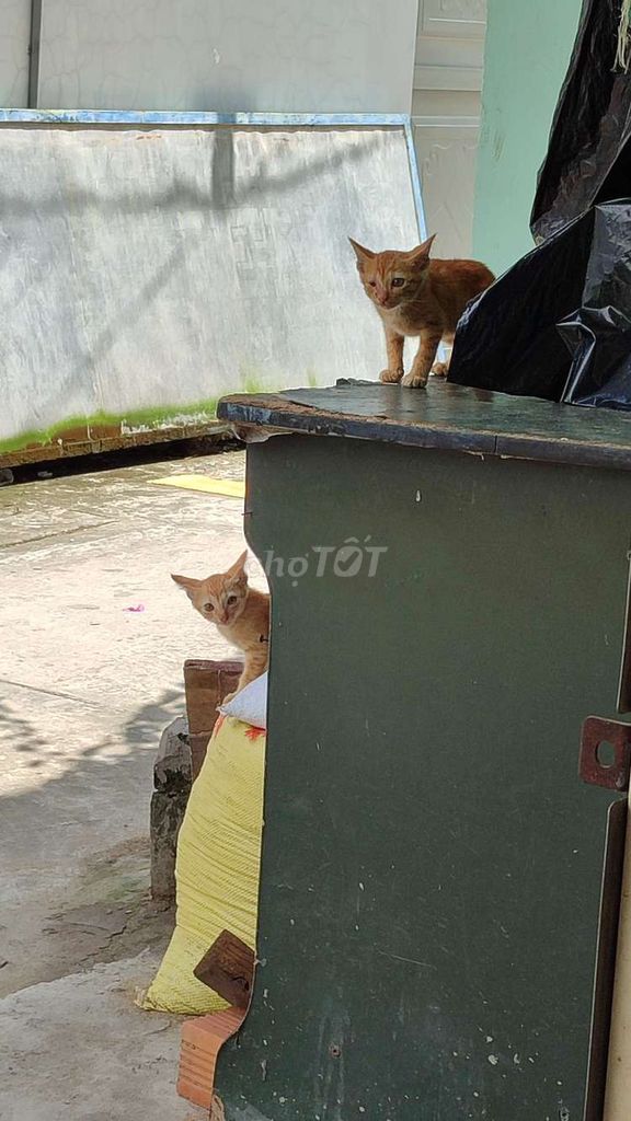 Mèo con mất mẹ. Mua bán Mèo tại Huyện Kế Sách Sóc Trăng được đăng bởi Duy hình 1
