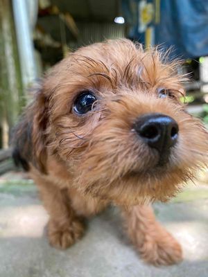chó poodle lai phốc hươu. Mua bán Chó tại Huyện Cái Bè Tiền Giang được đăng bởi Chuyên phốc hươu