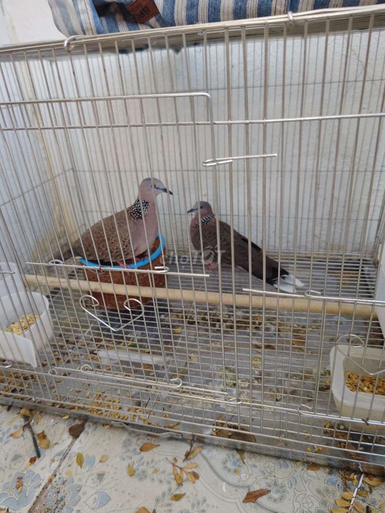 Chim cu gáy đôi hơn 1 năm. Mua bán Chim tại Thành phố Thanh Hóa Thanh Hóa được đăng bởi Việt Gia hình 1