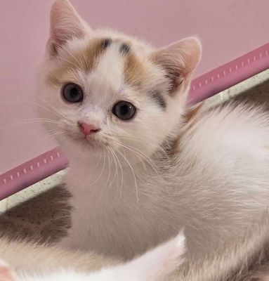 Mèo tam thể. Mua bán Mèo tại Huyện Nhà Bè Tp Hồ Chí Minh được đăng bởi Mèo Chip