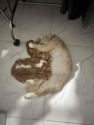 Mèo Ba Tư nhà đẻ. Mua bán Mèo tại Quận Tân Bình Tp Hồ Chí Minh được đăng bởi Lộc