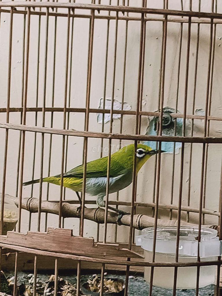 Chim khuyên 2-3 mùa Xanh lá, trắng. Mua bán Chim tại Quận 8 Tp Hồ Chí Minh được đăng bởi sơn trần hình 1