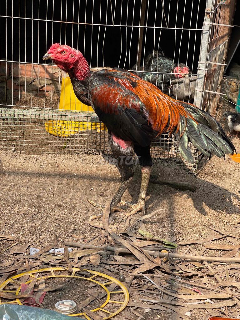 Gà chọi Đực Đen Đỏ Nâu. Mua bán Gà tại Quận Hà Đông Hà Nội được đăng bởi gà chọi  hình 1