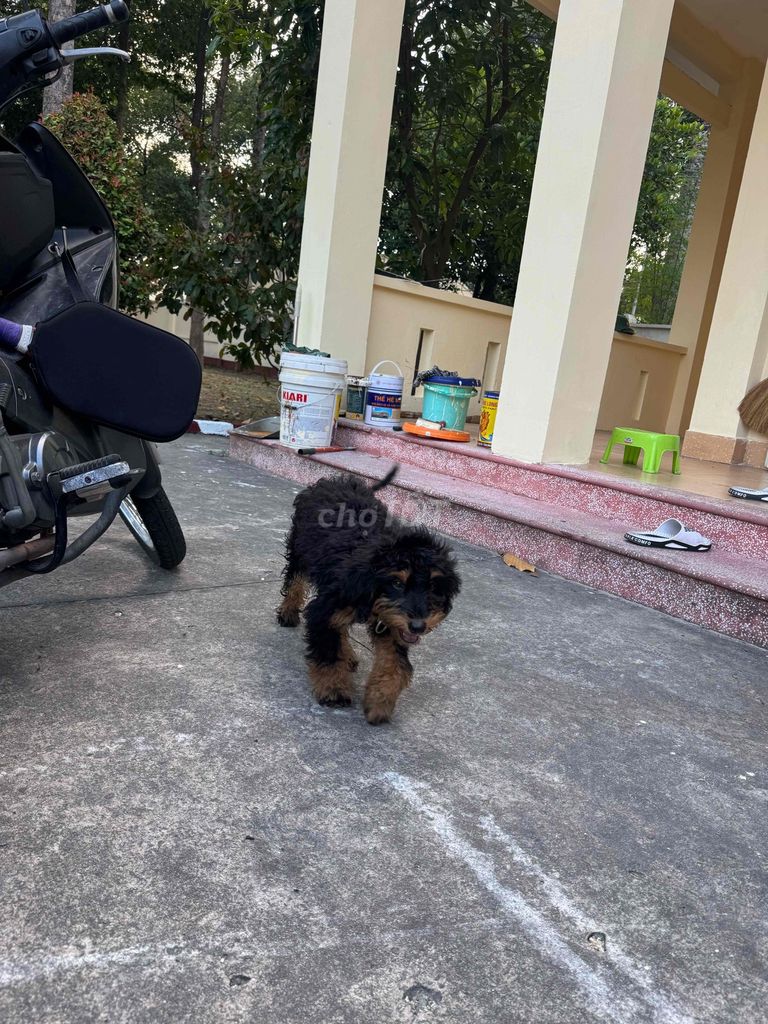 Chó Poodle Đen vàng. Mua bán Chó tại Thành phố Thủ Dầu Một Bình Dương được đăng bởi Tên chưa cung cấp hình 1