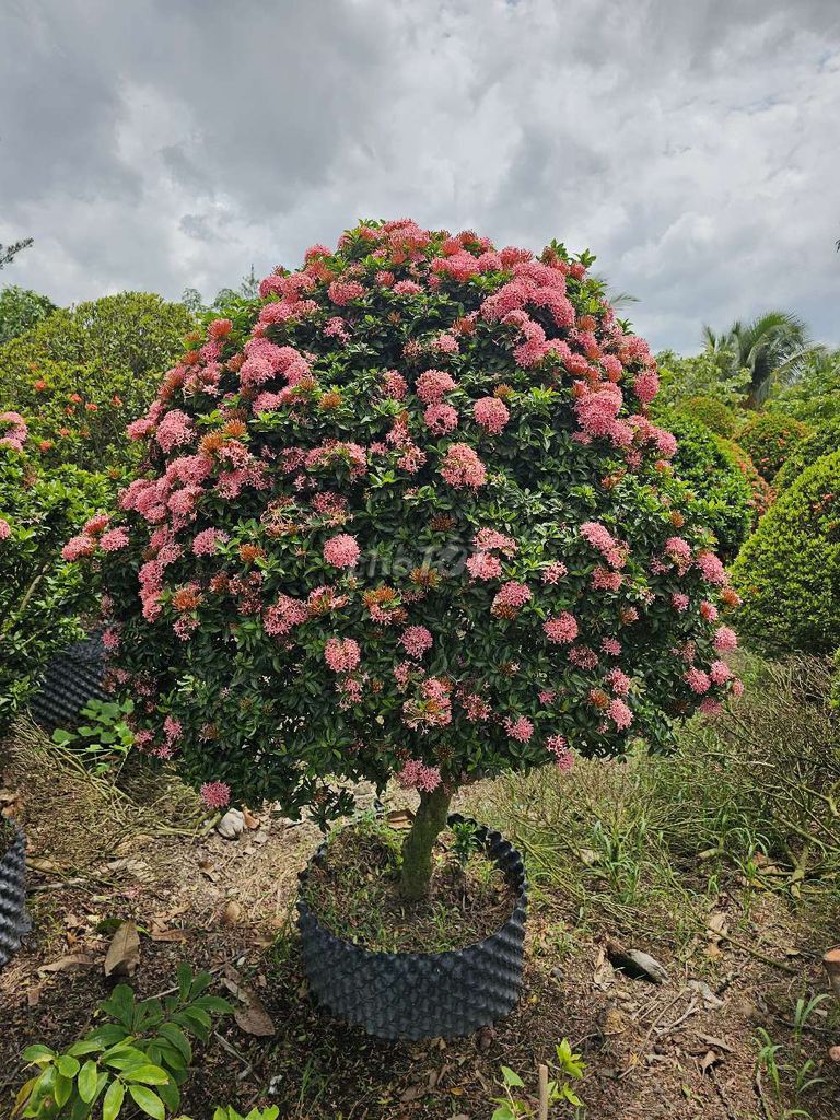 Hồng phấn đang chớm rực hoa. Mua bán Cây cảnh, đồ trang trí tại Huyện Châu Thành Tiền Giang được đăng bởi Vườn mẫu đơn Lê Tấn hình 1