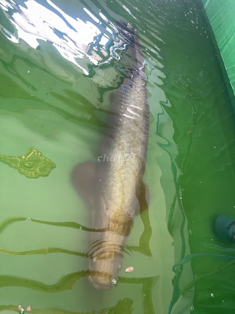 Cá hải tượng long 1.5m 40kg. Mua bán Thú cưng khác tại Huyện Hóc Môn Tp Hồ Chí Minh được đăng bởi Dũng Anh hình 1