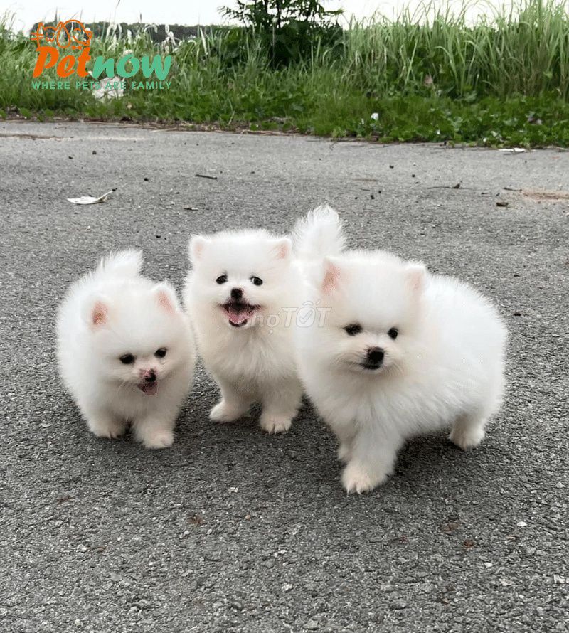 Chó Phốc Sóc con đã tiêm. Mua bán Chó tại Huyện Hóc Môn Tp Hồ Chí Minh được đăng bởi van tung hình 1