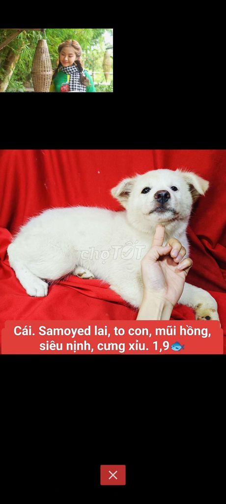 Chó lai... Samoyed chihuahua nhật phốc corgi