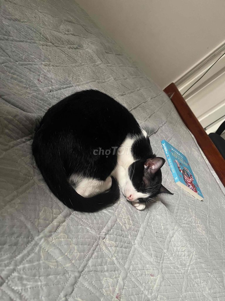 Mèo tuxexo màu bò sữa 5 tháng tuổi 4kg. Mua bán Mèo tại Huyện Bình Chánh Tp Hồ Chí Minh được đăng bởi Nguyễn Minh Triết hình 1