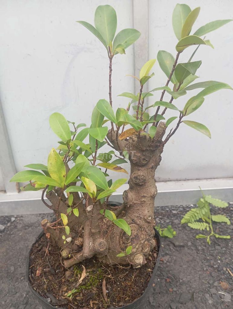 Cây si búp đỏ cụm bệ lùn lực. Mua bán Cây cảnh, đồ trang trí tại Huyện Củ Chi Tp Hồ Chí Minh được đăng bởi Cây kiểng giá rẻ LT2 hình 1