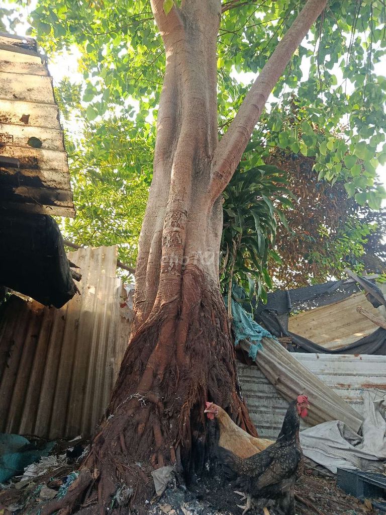 Cây cảnh Bồ đề 15 năm đường kính 2,6m. Mua bán Cây cảnh, đồ trang trí tại Thị xã Tân Uyên Bình Dương được đăng bởi Thắng Trần Bđs hình 1