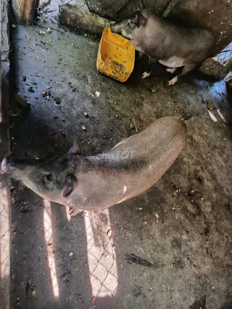 Heo cái rừng lai. Mua bán Thú cưng khác tại Thành phố Thủ Đức Tp Hồ Chí Minh được đăng bởi minh hieu hình 1