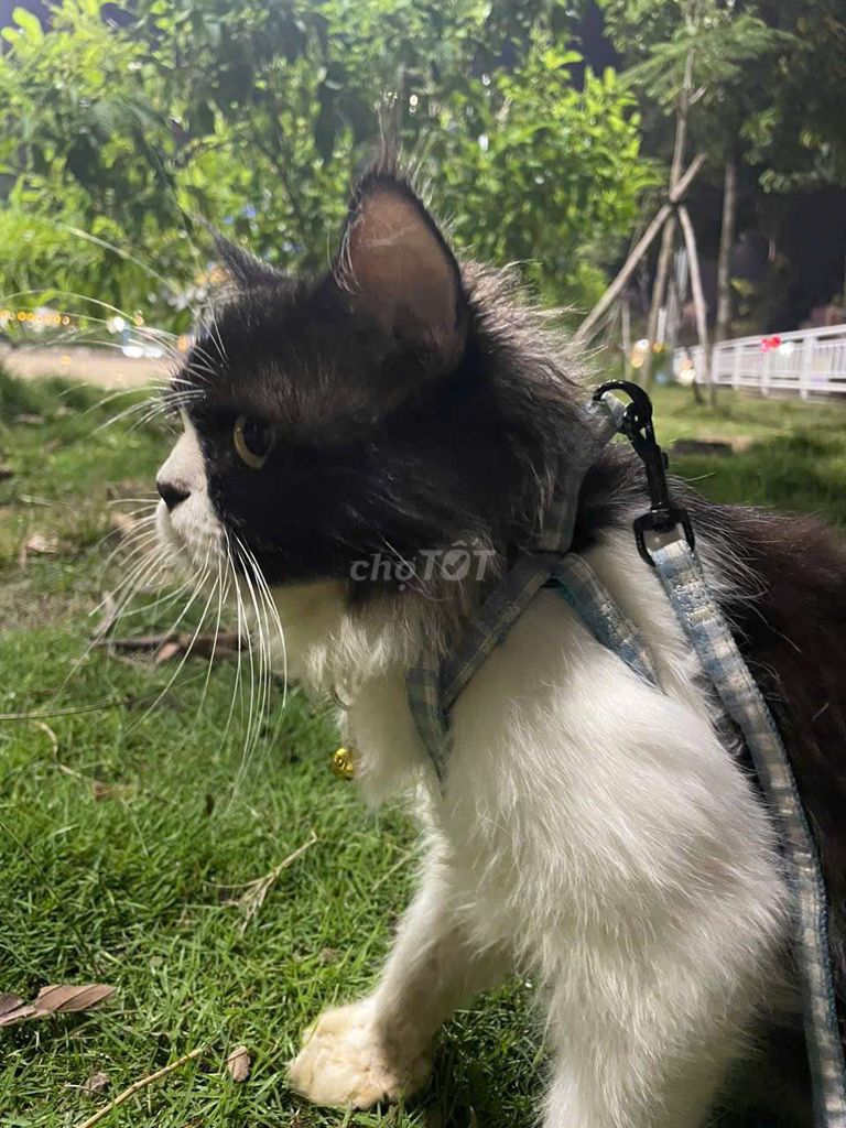 Cần bán lại mèo do không có thời gian chăm sóc. Mua bán Mèo tại Thị xã Bến Cát Bình Dương được đăng bởi Chúc hình 1