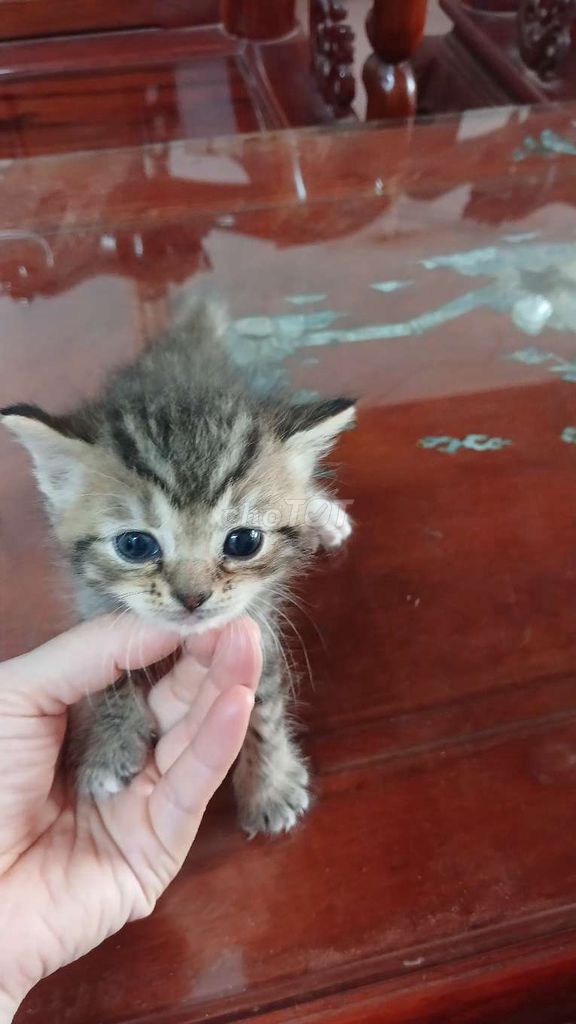Mèo Ragdoll lai Anh 1 tháng tuổi. Mua bán Mèo tại Huyện Ý Yên Nam Định được đăng bởi Oanh Oanh hình 1