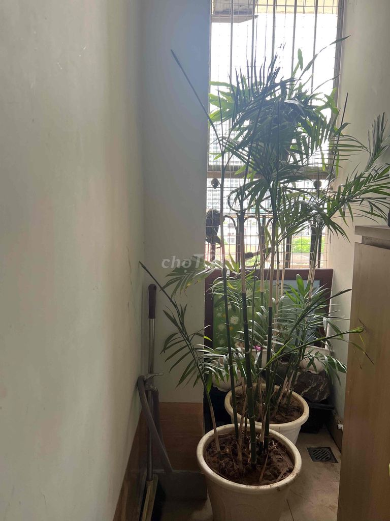 Cây cảnh Cau tiểu trâm. Mua bán Cây cảnh, đồ trang trí tại Quận Hai Bà Trưng Hà Nội được đăng bởi Nguyet anh hình 1