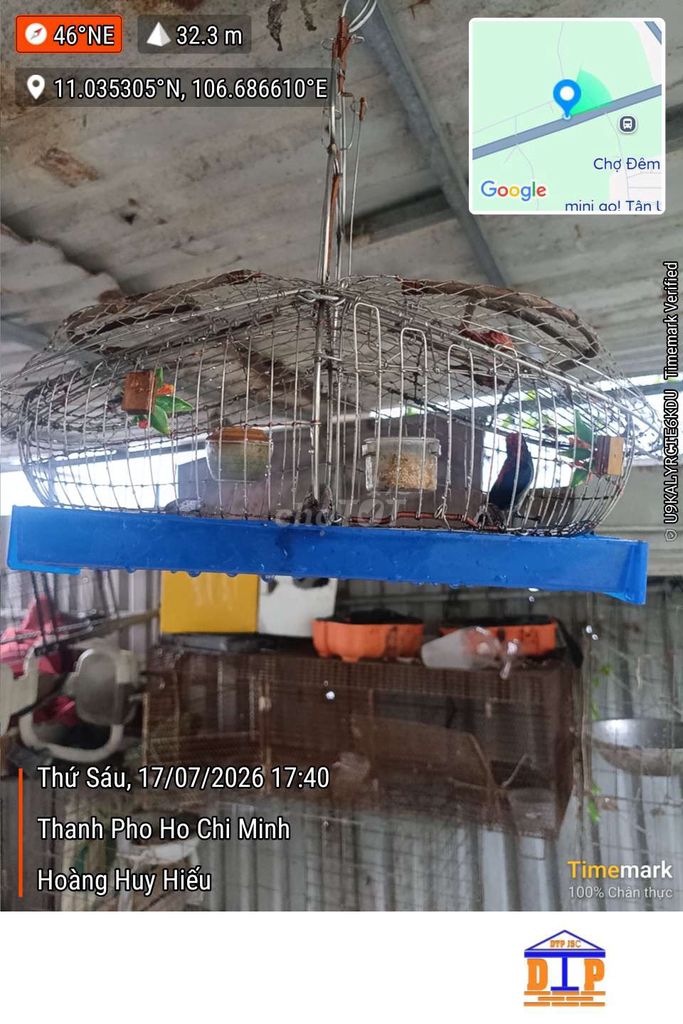Chim ốc mít Cả Lụp mới. Mua bán Chim tại Thành phố Thủ Dầu Một Bình Dương được đăng bởi Hiếu  hình 1