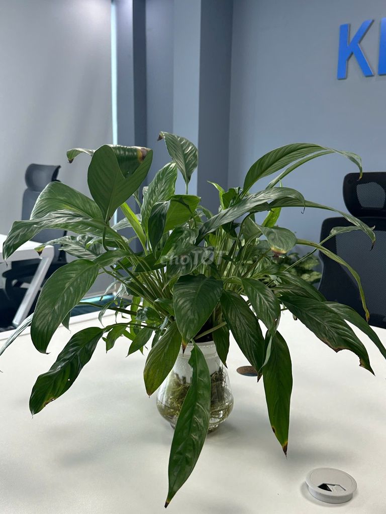 🌱 TÌM CHỦ MỚI CHO LÔ CÂY CẢNH XANH TỐT 🌱. Mua bán Cây cảnh, đồ trang trí tại Quận Cầu Giấy Hà Nội được đăng bởi Khanh Hoang hình 1