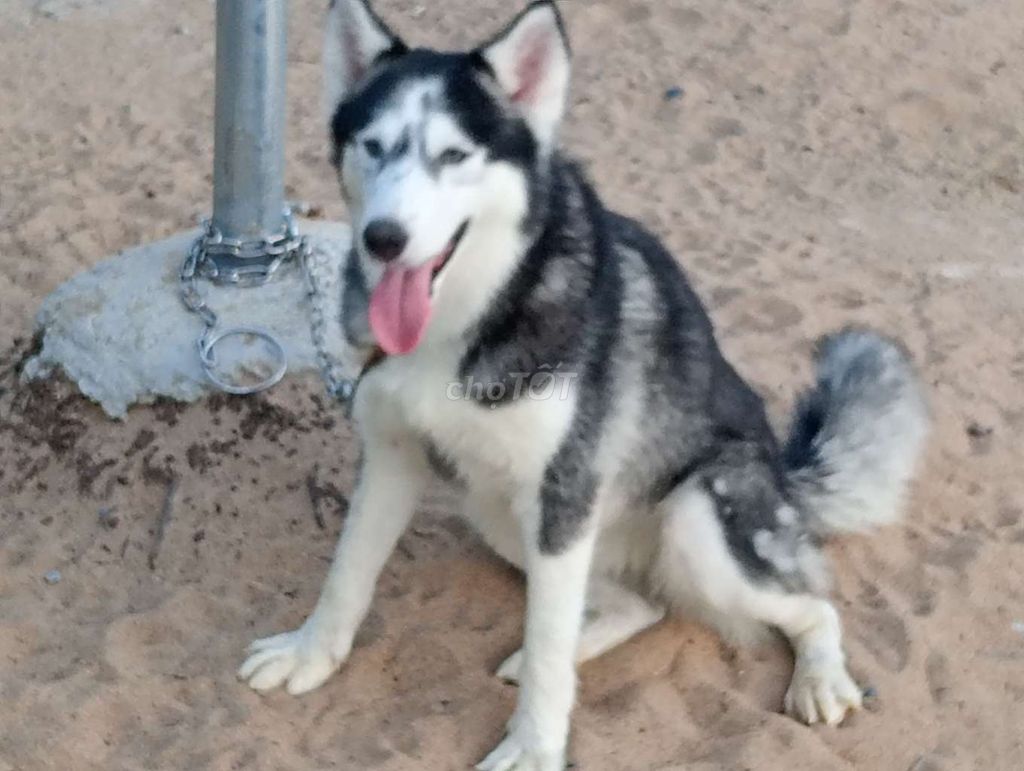 Chó Husky Cái.SG. Mua bán Chó tại Thành phố Thủ Đức Tp Hồ Chí Minh được đăng bởi Nhân Rottweiler  hình 1