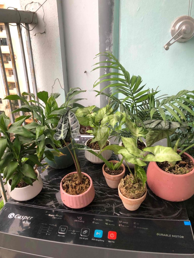 Cây cảnh để bàn nhỏ. Mua bán Cây cảnh, đồ trang trí tại Quận Cầu Giấy Hà Nội được đăng bởi Nguyen thi bich van hình 1
