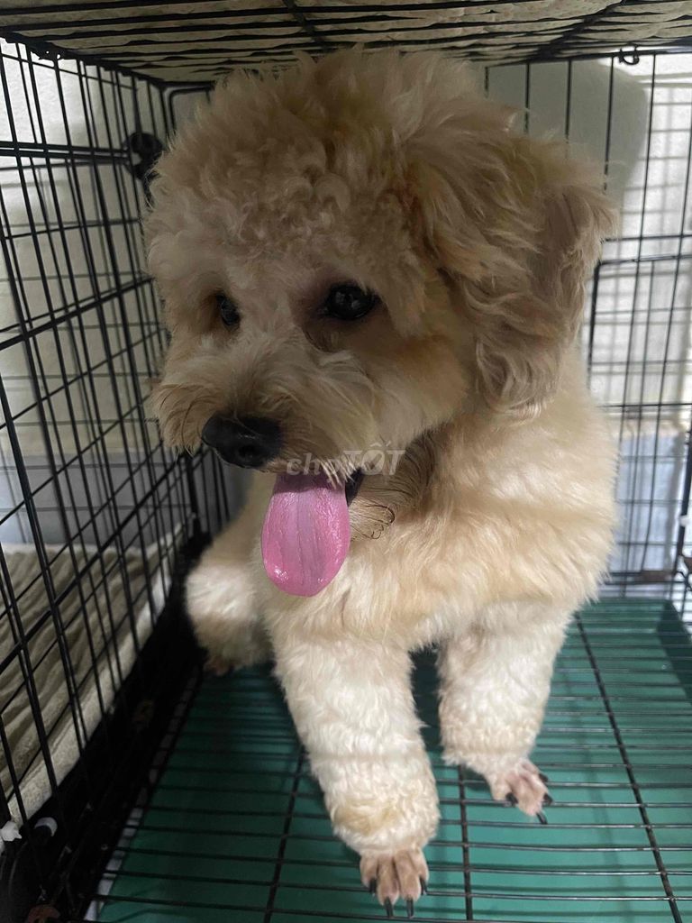 Poodle Vàng Mơ đực , mặt bánh bao