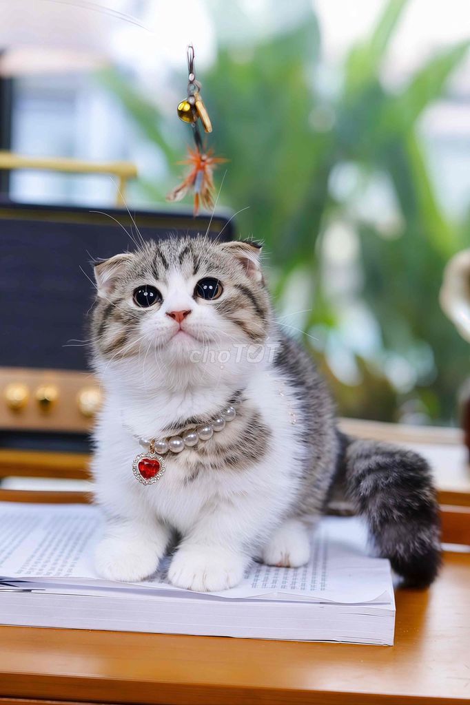 Mèo Chân Lùn giá chỉ từ 5tr. Mua bán Mèo tại Quận Tân Bình Tp Hồ Chí Minh được đăng bởi Meow Meow Cattery hình 1