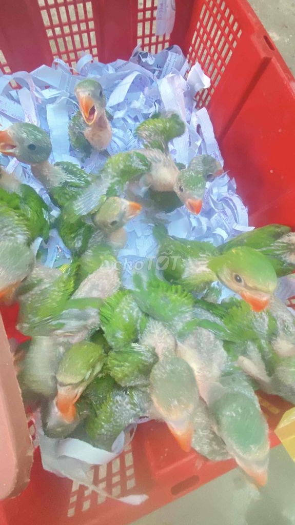 chim non màu sanh lá..còn đút bột lông ống. Mua bán Chim tại Quận 12 Tp Hồ Chí Minh được đăng bởi đinh tuân hình 1