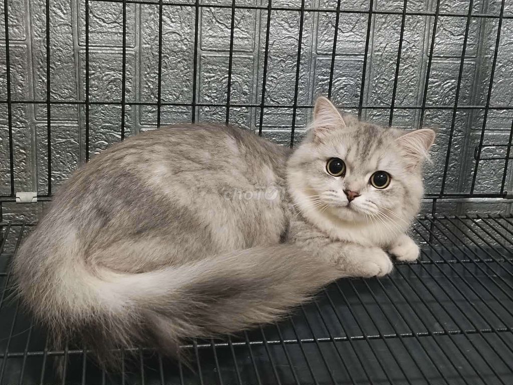 Mèo Lông dài Silver 9 tháng tuổi đã tiêm vacxin. Mua bán Mèo tại Quận Cẩm Lệ Đà Nẵng được đăng bởi Không nhận Tin nhắn qua sim hình 1